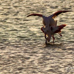 Flamant rose_accouplement