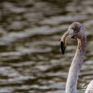 Flamant rose_juvénile