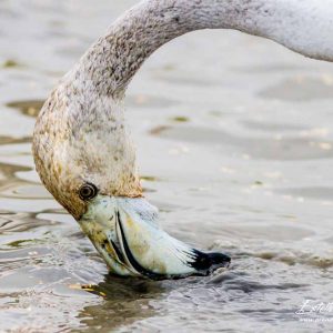 Flamant rose_juvénile