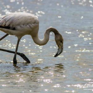 Flamant rose_juvénile