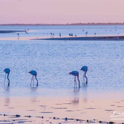 Flamant rose en recherche de nourriture