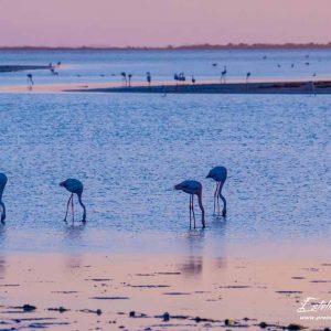 Flamant rose