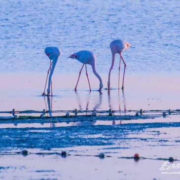 Camargue : l’étang des Impériaux