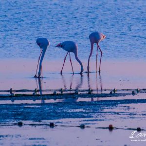 Flamant rose