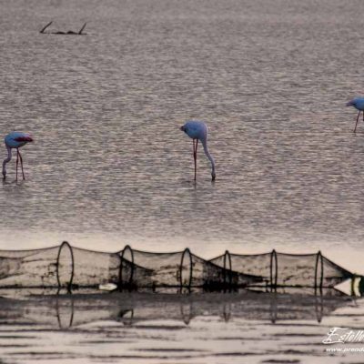 Flamant rose en recherche de nourriture