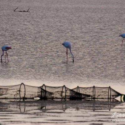 Flamant rose en recherche de nourriture