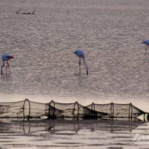 Flamant rose