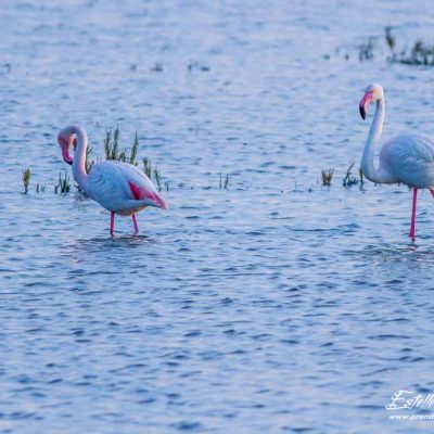 Flamant rose