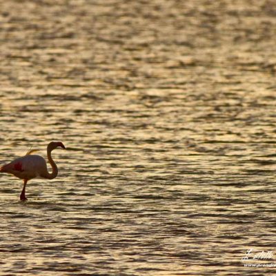 Flamant rose en recherche de nourriture