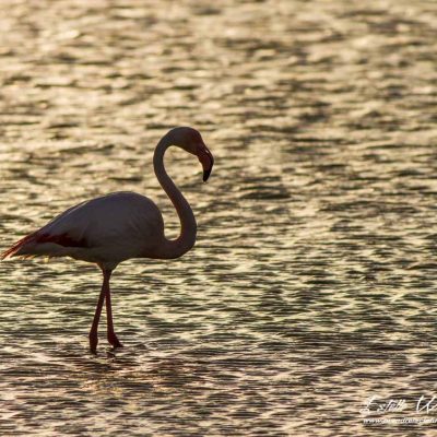 Flamant rose en recherche de nourriture