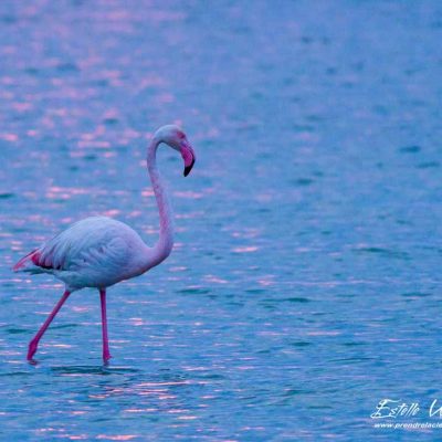 Flamant rose en recherche de nourriture