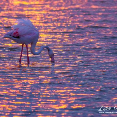 Flamant rose en recherche de nourriture