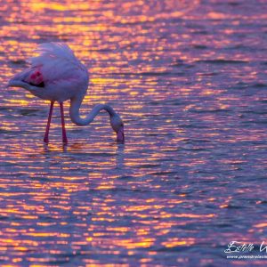 Flamant rose