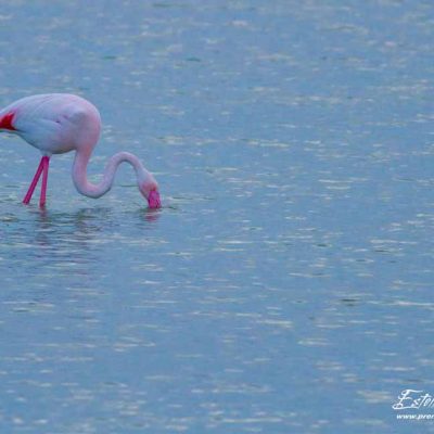 Flamant rose en recherche de nourriture