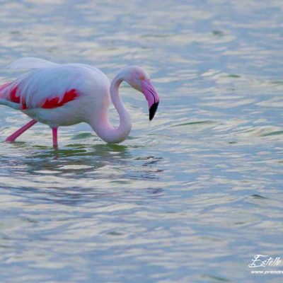 Flamant rose en recherche de nourriture