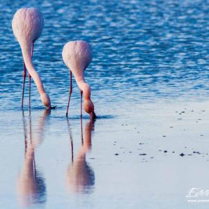 Flamant rose