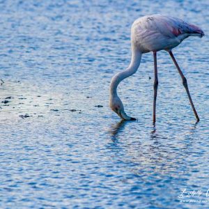 Flamant rose