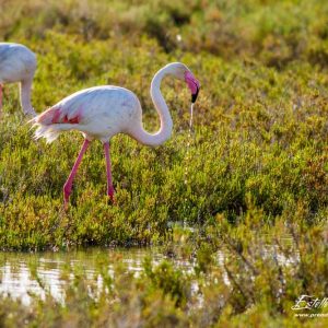 Flamant rose