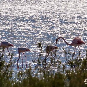 Flamant rose