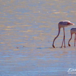 Flamant rose