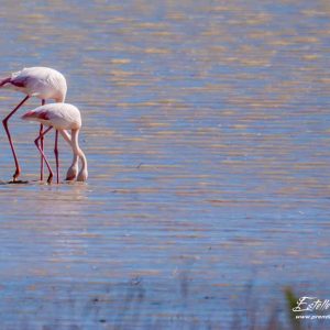 Flamant rose