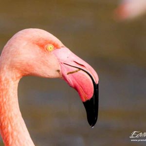 Flamant rose