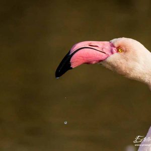 Flamant rose