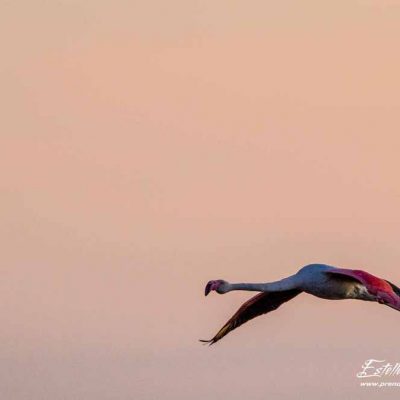 Flamant rose en vol