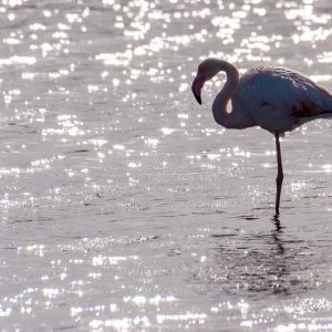 Flamant rose