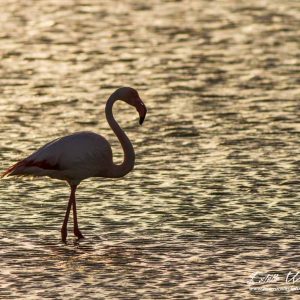 Flamant rose