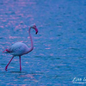 Flamant rose