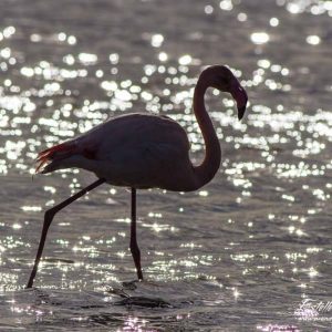 Flamant rose