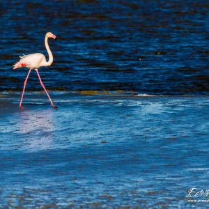 Flamant rose