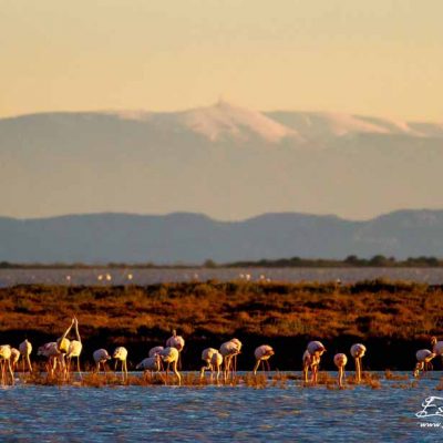 Les flamants mangent avec le Mont Ventoux au fond