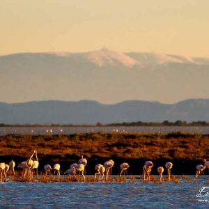 Flamant rose_Mont ventoux