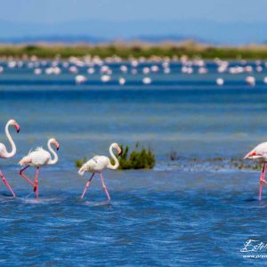 Flamant rose