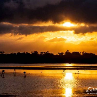 Lever de soleil sur l'étang des Impériaux