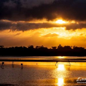 Flamant rose_Etang des Impériaux