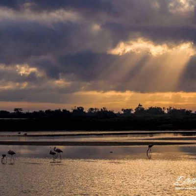 Lever de soleil sur l'étang des Impériaux