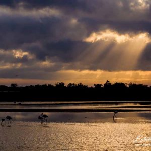 Flamant rose_Etang des Impériaux