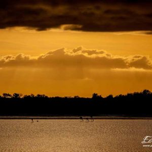 Flamant rose_Etang des Impériaux