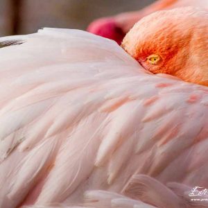 Flamant rose