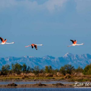 Flamant rose