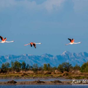 Flamant rose