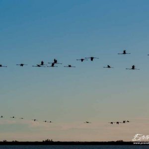 Flamant rose