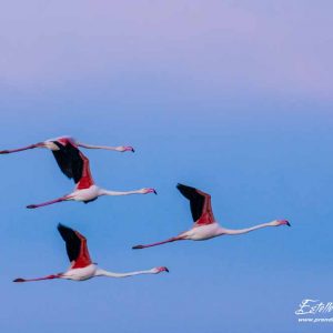 Flamant rose