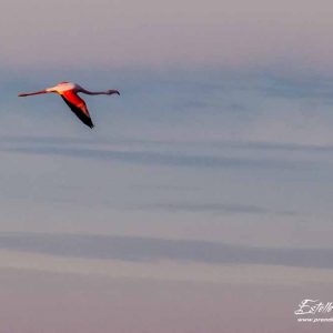 Flamant rose