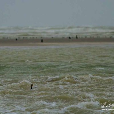 Grand cormoran_Berck