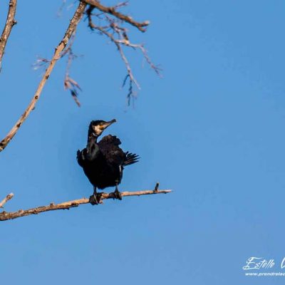 Grand cormoran_La Roche de Glun