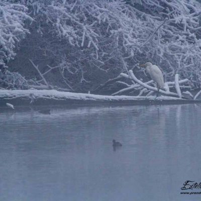 Grande aigrette